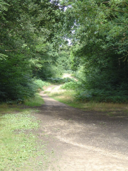 epping forest by peter house and carol murray.jpg